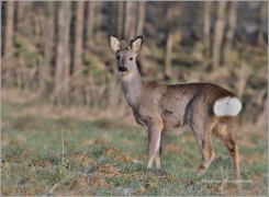 <p>SRNEC OBECNÝ (Capreolus capreolus) Šluknovsko - Harta /European roe deer - Reh/</p>
